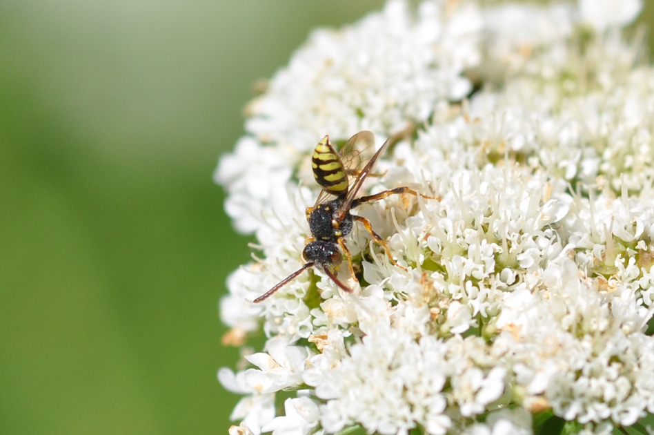 Nomada sp.